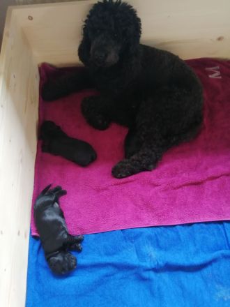 3 Cockerpoo, Cockapoo, Cockerdoodle Babys (F1). Mädchen ist reserviert.