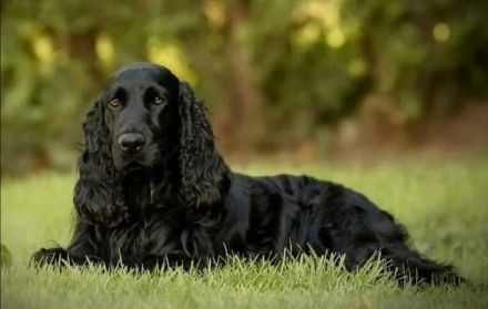 3 Cockerpoo, Cockapoo, Cockerdoodle Babys (F1). Mädchen ist reserviert.