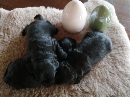 3 Cockerpoo, Cockapoo, Cockerdoodle Babys (F1). Mädchen ist reserviert.