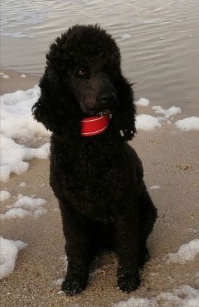 3 Cockerpoo, Cockapoo, Cockerdoodle Babys (F1). Mädchen ist reserviert.