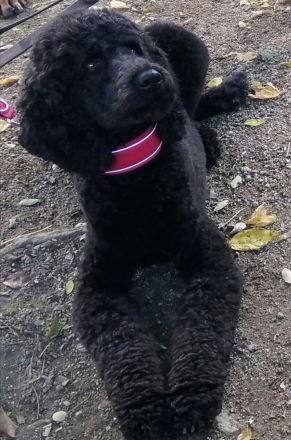 3 Cockerpoo, Cockapoo, Cockerdoodle Babys (F1). Mädchen ist reserviert.