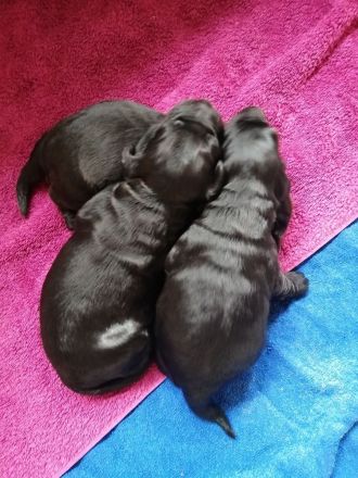 3 Cockerpoo, Cockapoo, Cockerdoodle Babys (F1). Mädchen ist reserviert.