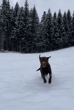 Labrador Mädchen schokobraun