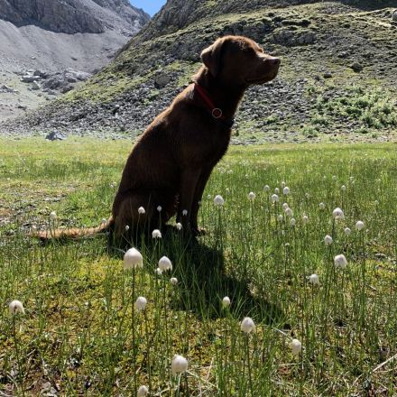 Labrador Mädchen schokobraun
