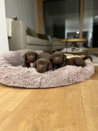 Labrador Mädchen schokobraun