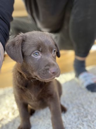 Labrador Mädchen schokobraun