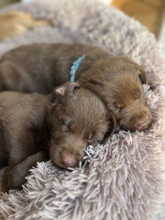 Labrador Mädchen schokobraun