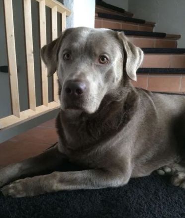 Labrador Mädchen schokobraun