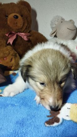 Langhaar Collie Welpen v VDH Züchter Ahnentafel