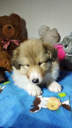 Langhaar Collie Welpen v VDH Züchter Ahnentafel