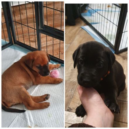 Labrador Ridgeback Mix Welpen