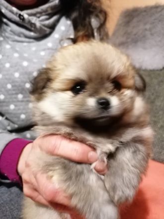 Pomeranien zwergspitz  babys