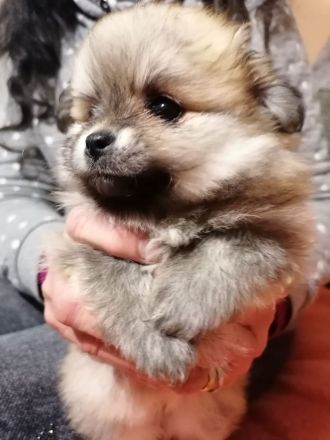 Pomeranien zwergspitz  babys