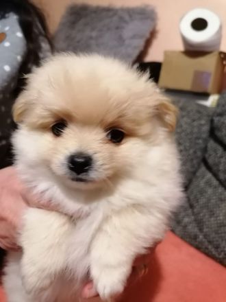 Pomeranien zwergspitz  babys
