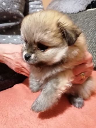 Pomeranien zwergspitz  babys
