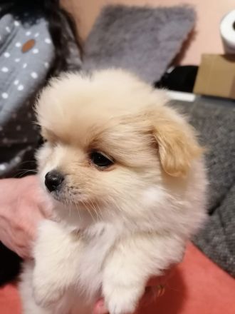 Pomeranien zwergspitz  babys