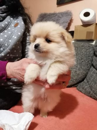 Pomeranien zwergspitz  babys