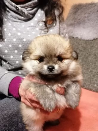 Pomeranien zwergspitz  babys