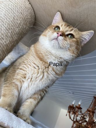 Deckkater BKH Black Golden tabby Ticked Mit Stammbaum (ny25)