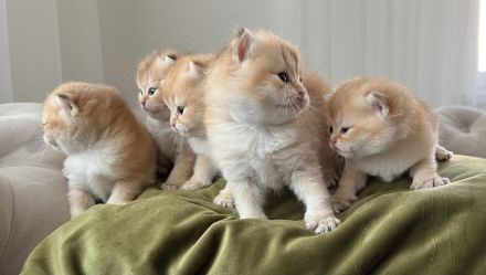 Deckkater BKH Black Golden tabby Ticked Mit Stammbaum (ny25)