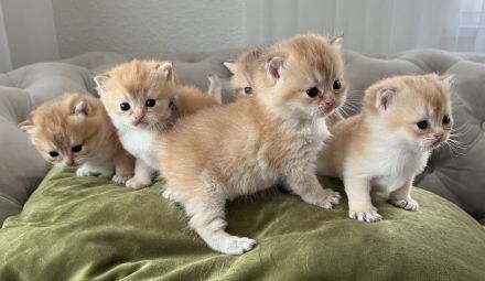 Deckkater BKH Black Golden tabby Ticked Mit Stammbaum (ny25)