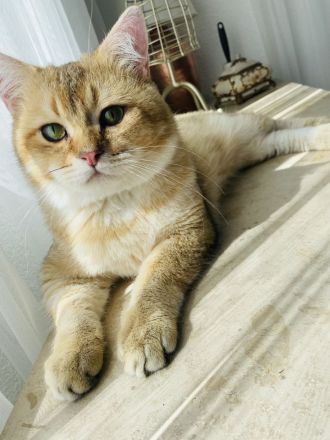 Deckkater BKH Black Golden tabby Ticked Mit Stammbaum (ny25)