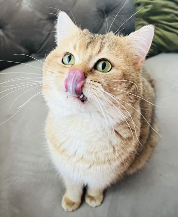 Deckkater BKH Black Golden tabby Ticked Mit Stammbaum (ny25)