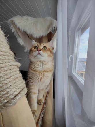 Deckkater BKH Black Golden tabby Ticked Mit Stammbaum (ny25)