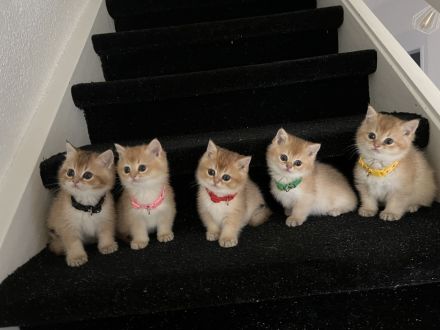 Deckkater BKH Black Golden tabby Ticked Mit Stammbaum (ny25)