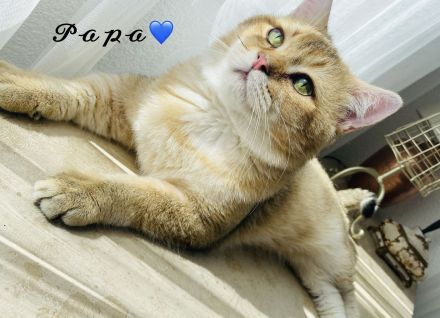 Deckkater BKH Black Golden tabby Ticked Mit Stammbaum (ny25)