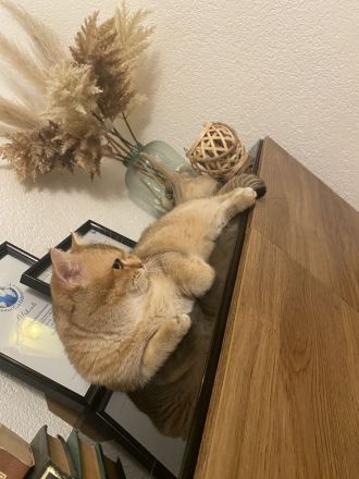 Deckkater BKH Black Golden tabby Ticked Mit Stammbaum (ny25)