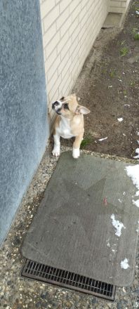 Bully Mix zu verkaufen