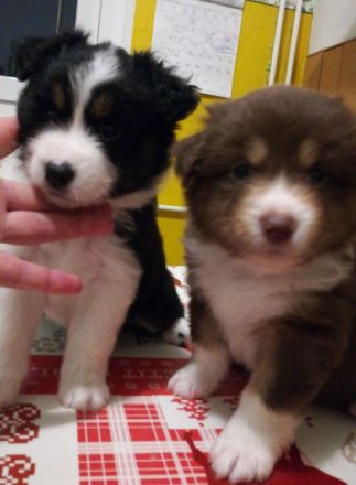 Mini / Minature Australien Shepherd Welpen am 3.4.24 geboren