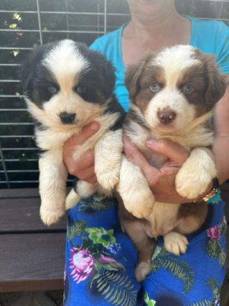 Mini / Minature Australien Shepherd Welpen am 3.4.24 geboren