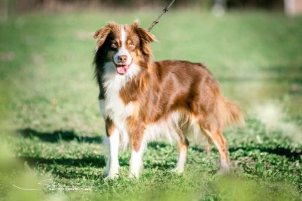 Mini / Minature Australien Shepherd Welpen am 3.4.24 geboren