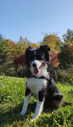 Mini / Minature Australien Shepherd Welpen am 3.4.24 geboren