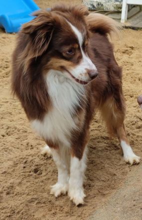 Mini / Minature Australien Shepherd Welpen am 3.4.24 geboren