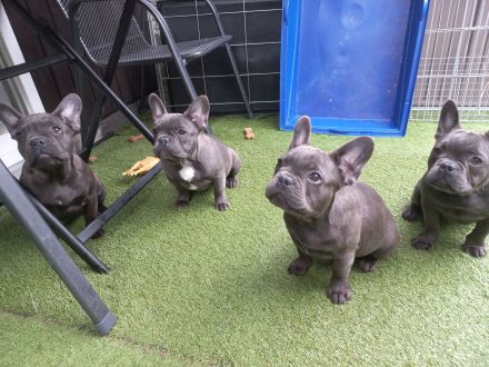 Französische Bulldoge Blaue Welpen!