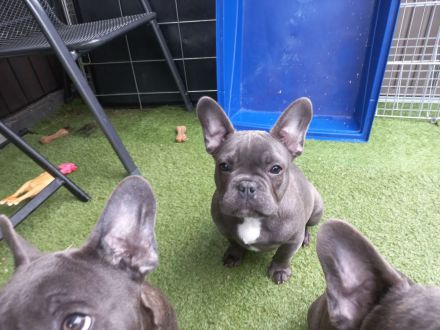 Französische Bulldoge Blaue Welpen!