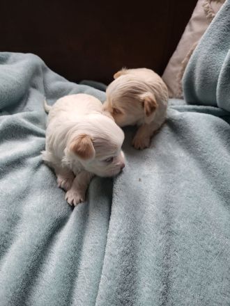 Kleine Yorkshire Golddust Welpen