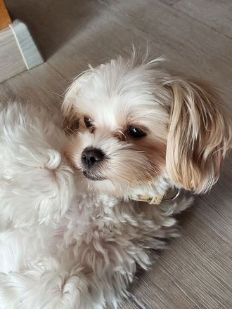 Kleine Yorkshire Golddust Welpen