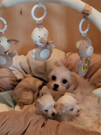 Kleine Yorkshire Golddust Welpen