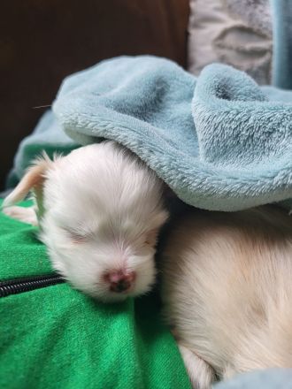 Kleine Yorkshire Golddust Welpen