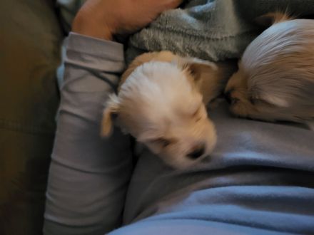 Kleine Yorkshire Golddust Welpen