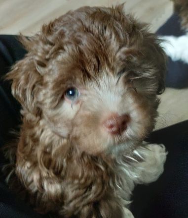 Havaneser Welpen chokolate suchen liebe Menschen