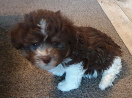 Havaneser Welpen chokolate suchen liebe Menschen