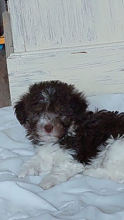 Havaneser Welpen chokolate suchen liebe Menschen