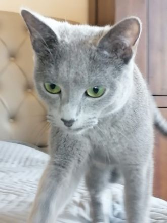 Russische blaue Katze