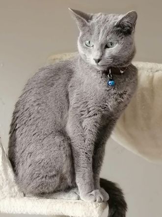Russische blaue Katze