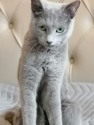 Russische blaue Katze